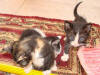 Katzenbabys
