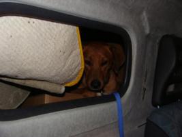 Petras Ronja htet die Sachspenden