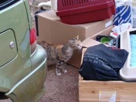 Neugierig wird alles beugt