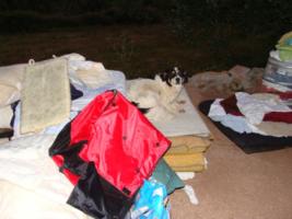 Beba macht es sich auf den Decken gemtlich