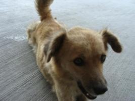 Straenhund auf dem Gelnde des Baumarkt Kips