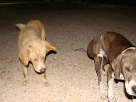 Straenhunde am Maxi-Supermarkt