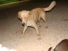 Straenhund am Maxi-Supermarkt
