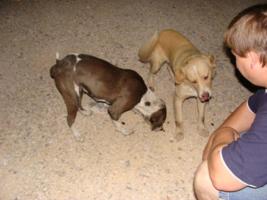 Fred fttert die Straenhunde