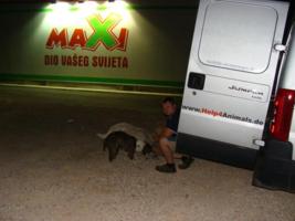 Ftterung vor dem Maxi-Supermarkt