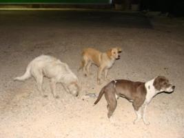 Straenhunde vor dem Maxi-Supermarkt