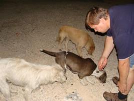 Streicheleinheiten fr die Straenhunde