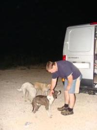 Streicheleinheiten fr die Straenhunde