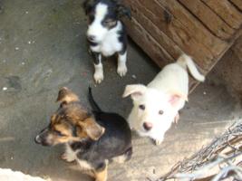 Welpen bei Ljubica