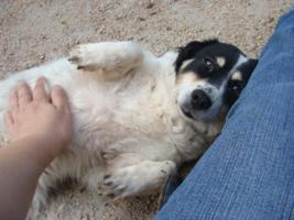 Beba lsst sich kraulen