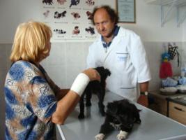 Ljubica mit den Welpen bei Dr. Trusch