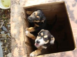 Zwei Welpen im Asyl Kotor