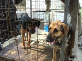 Asyl Kotor: Zwei Hunde im Zwinger
