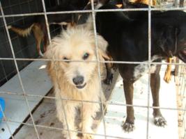 Zwinger im Asyl Kotor
