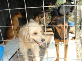 Zwinger im Asyl Kotor