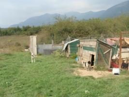 Einige Hunde liegen an Ketten