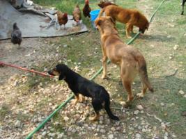 Hunde im Asyl Kotor - mit Hhnern