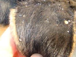 Welpen-Ohr mit Zecken