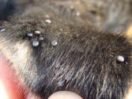 Zecken am Welpen-Ohr