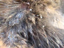 Welpen-Ohr, blutig und zeckenbersht