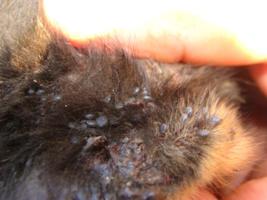 Welpen-Ohr, blutig und zeckenbersht