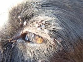 Zecken am Auge
