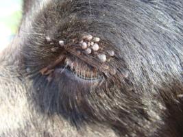 Zecken am Auge