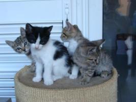 Katzenbabys