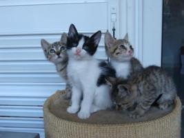 Katzenbabys