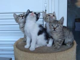 Katzenbabys