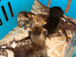 Katzenbabys