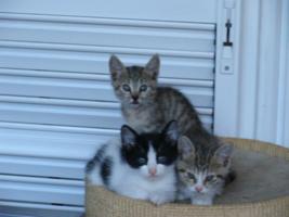 Katzenbabys
