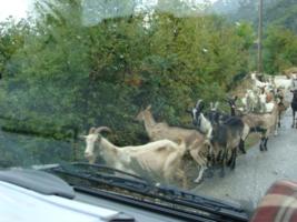 Ziegenherde auf der Strae