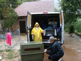 Boxen vorbereiten im Dauerregen