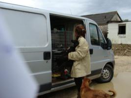 Einladen der Tiere im Asyl - immer noch Dauerregen