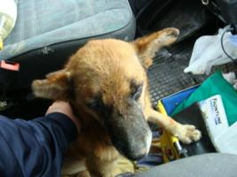 der Opi durfte bei uns liegen