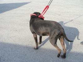 auch nicht ohne Blessuren: er lahmt hinten links