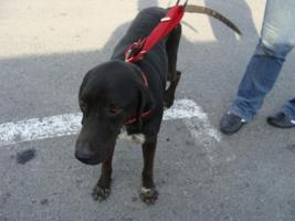 ein hbscher groer Rde