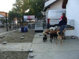 ich werde von Hunden umzingelt