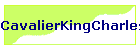 CavalierKingCharles